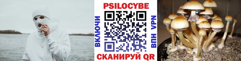 где можно купить   Питкяранта  Псилоцибиновые грибы Cubensis 